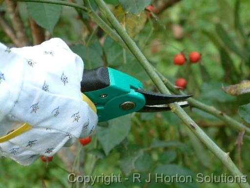 Pruning Rose 